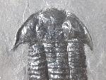 Paraszechuanella cf. changleensis (PENG 1990) - Bild &copy; FossNet FossilienStore